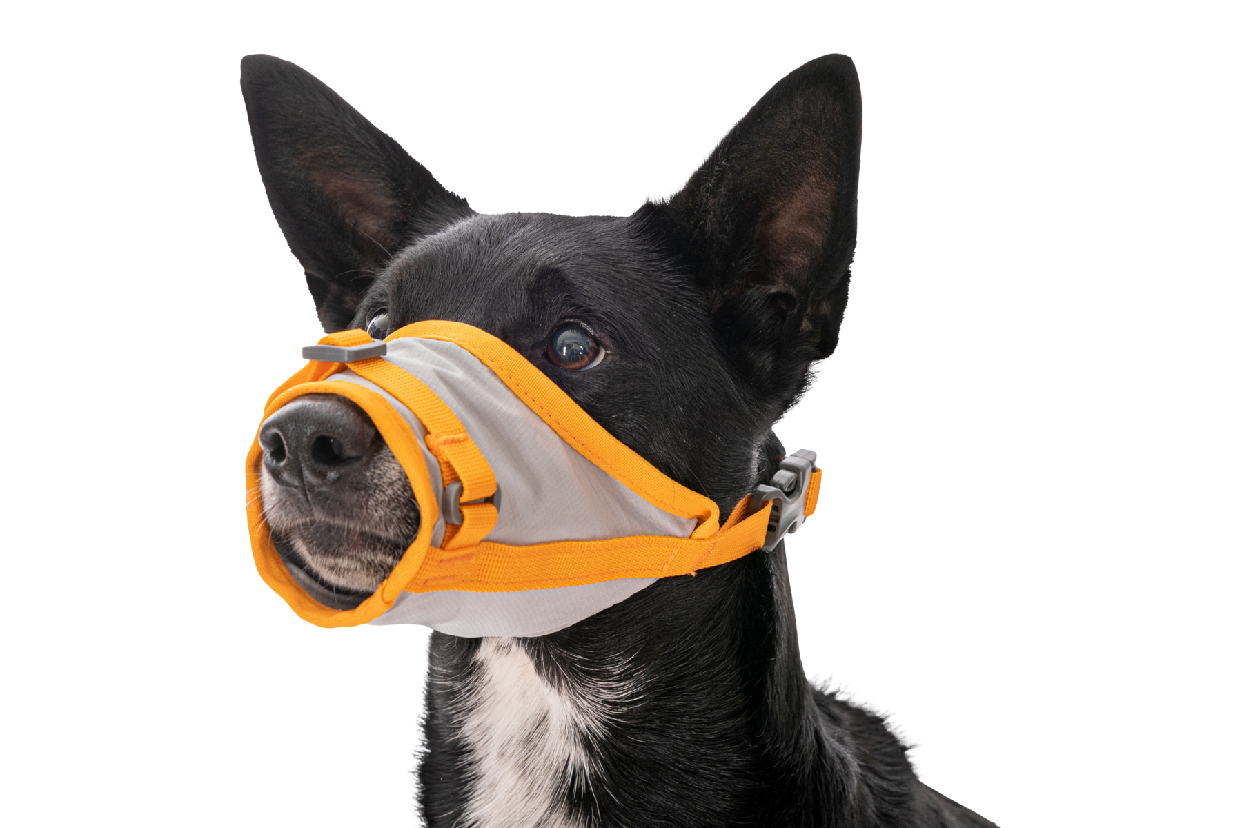ruffwear-backtrak-kit-d-vacuation-pour-chien-gilet-portage-museli-re image 6