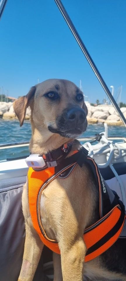 Génial pour mon labrador
