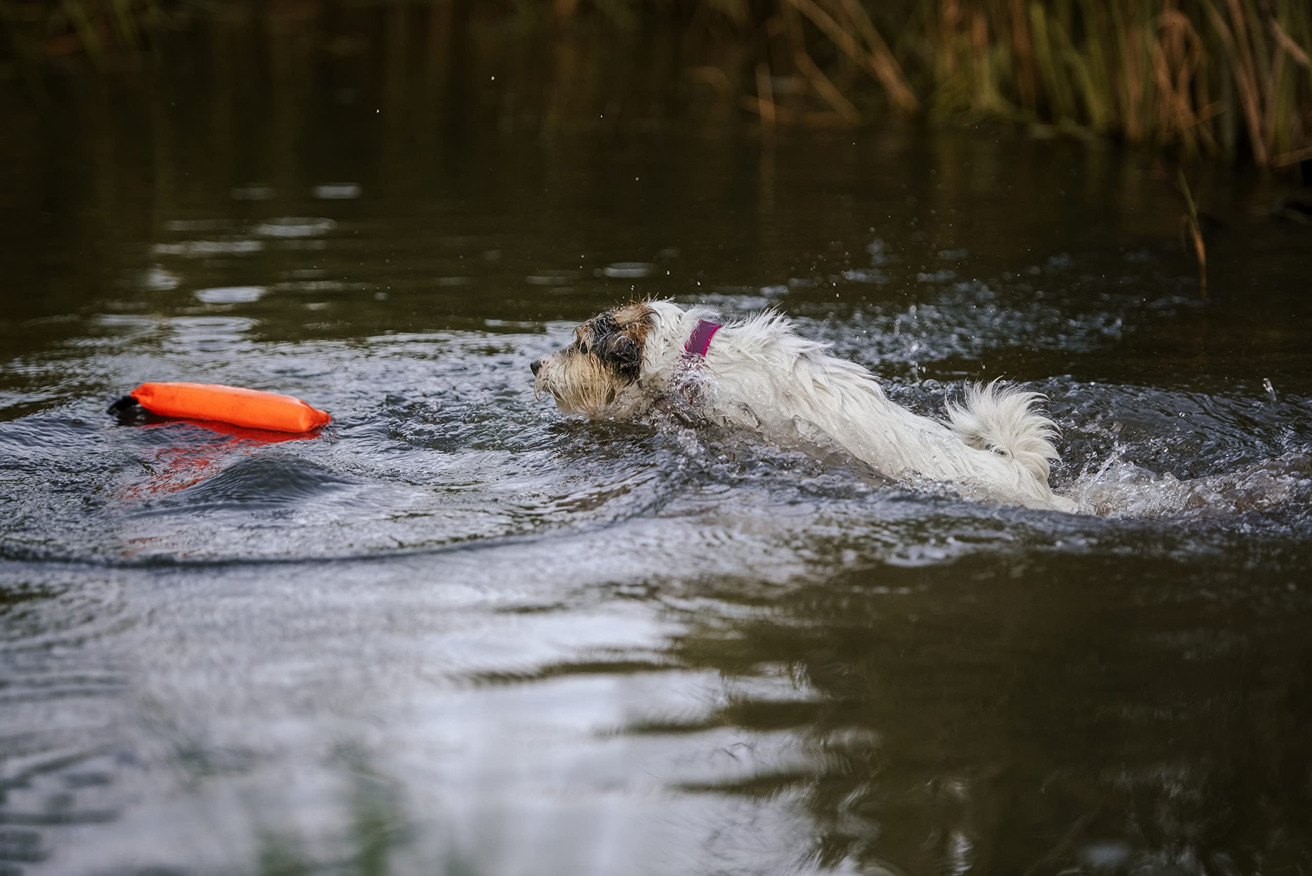 julius-k9-jk9-multidummy-poign-e-jouet-dummy-flottant-orange-fluo image 6