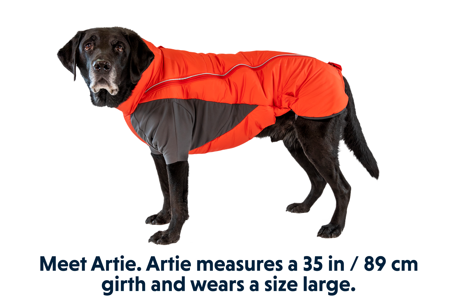 ruffwear-furness-doudoune-chaude-pour-chien image 3