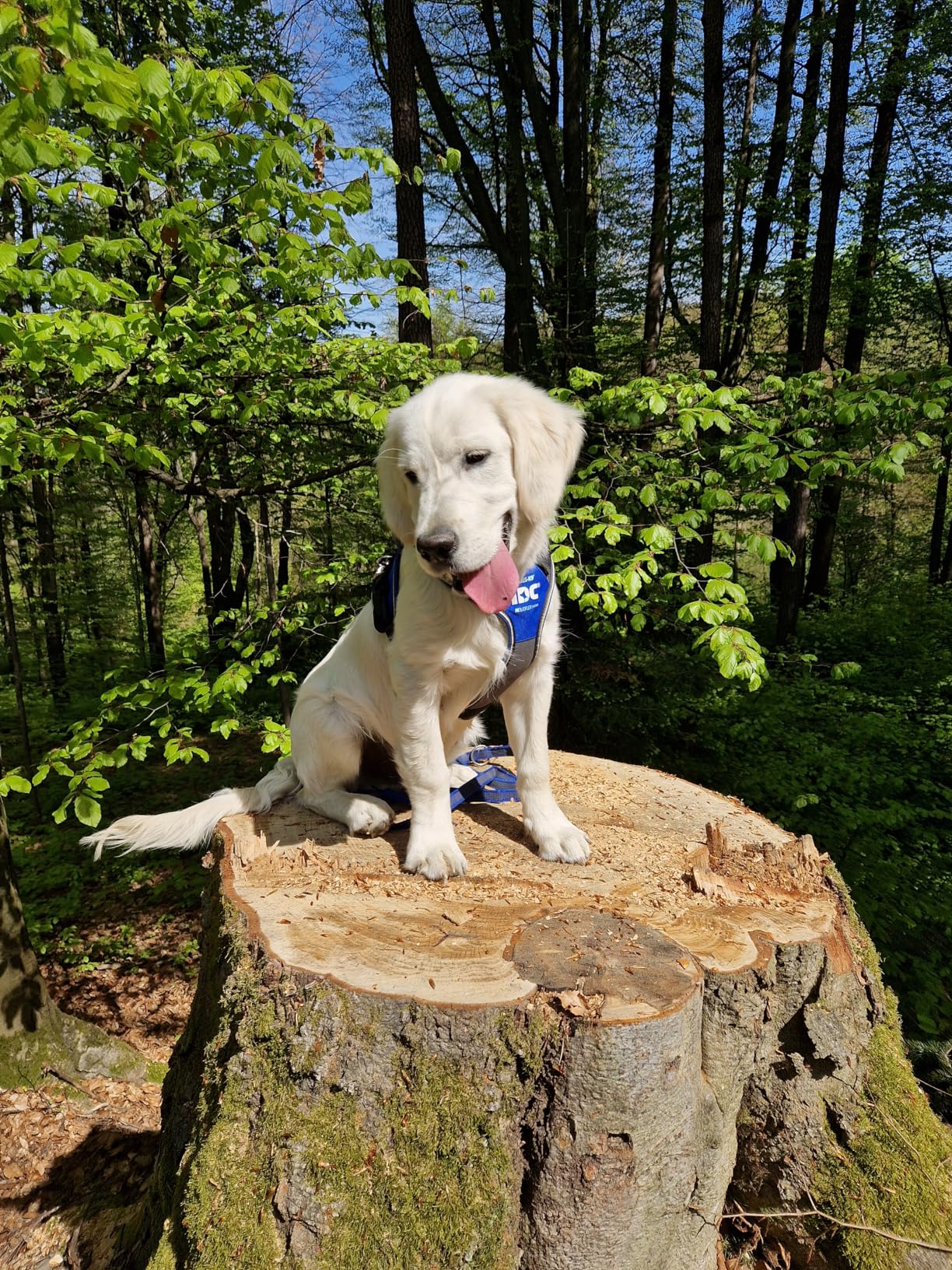 Trop souple pour mon chien