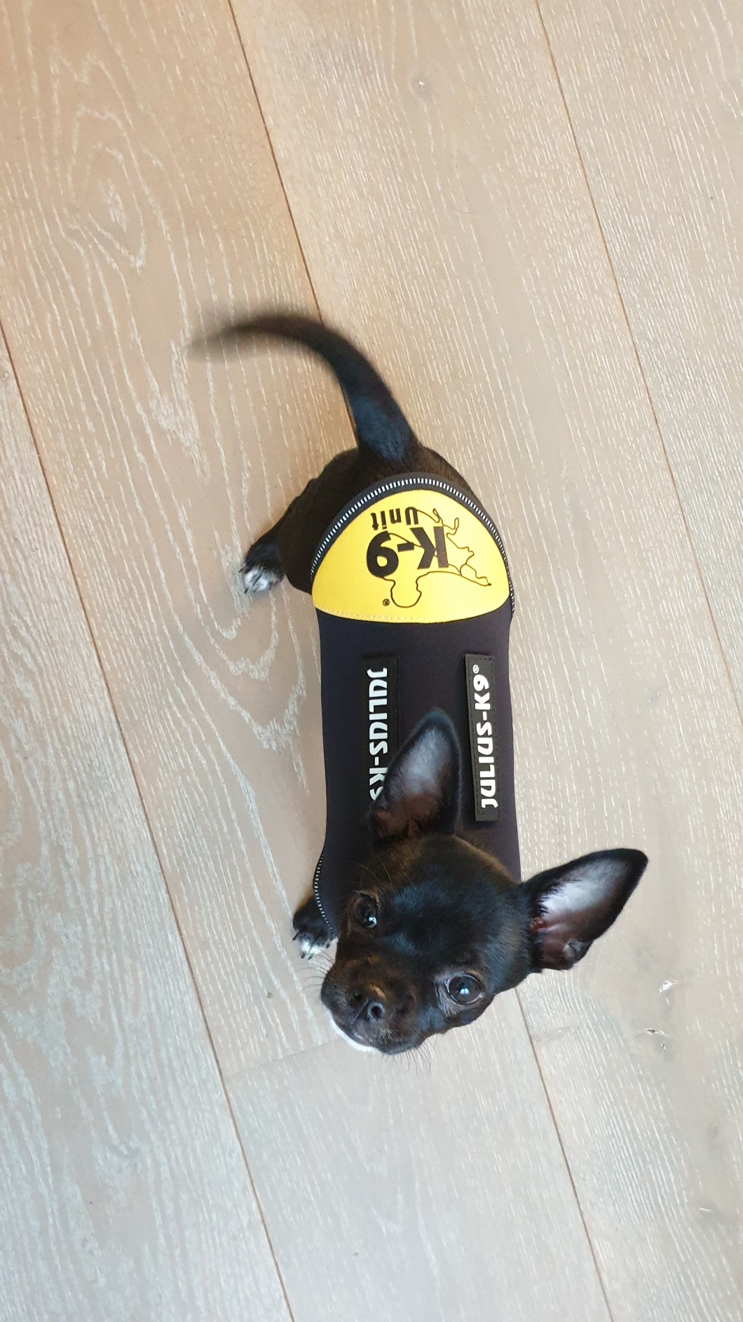 Pratique pour chien âgé