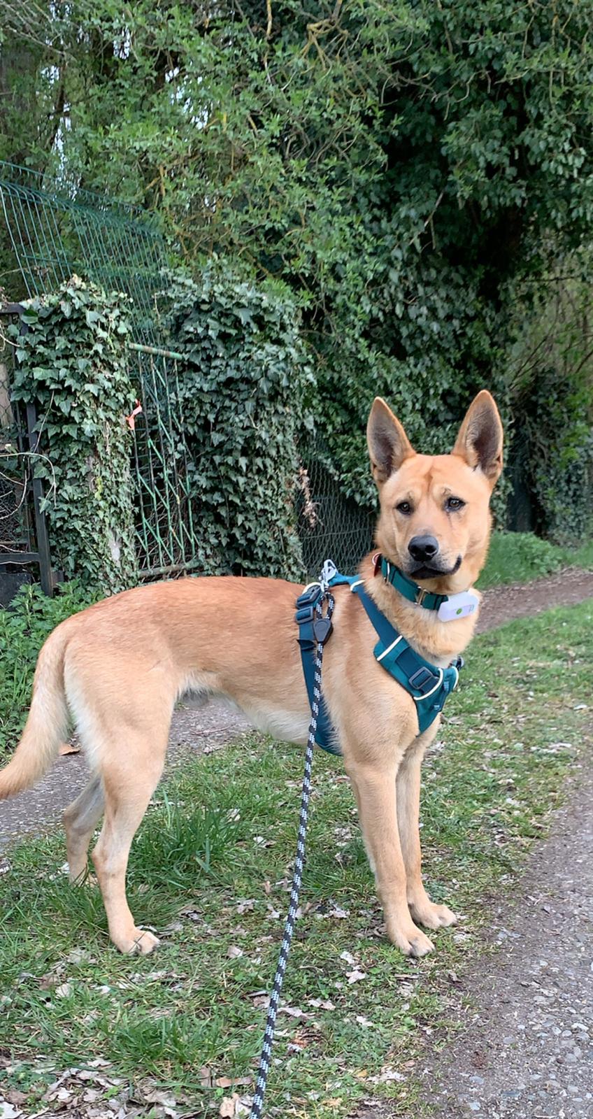 Parfait pour mon chiot
