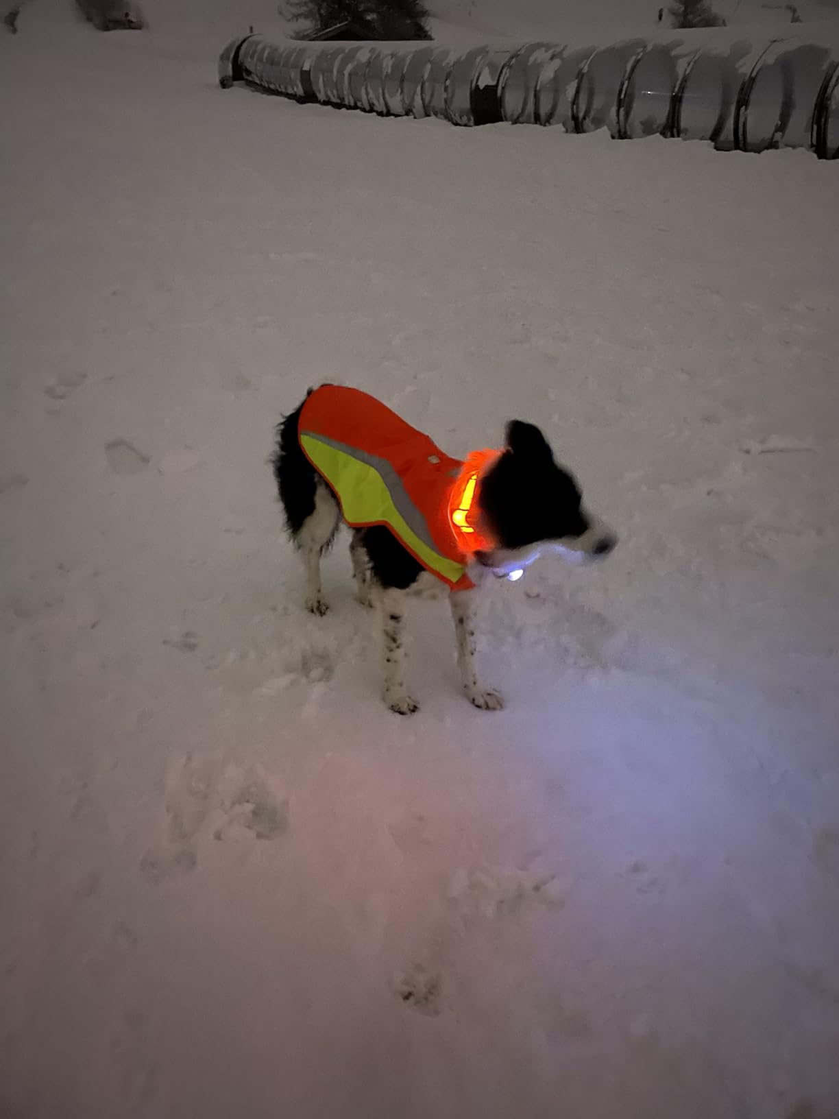 Parfaite chasse et brouillard