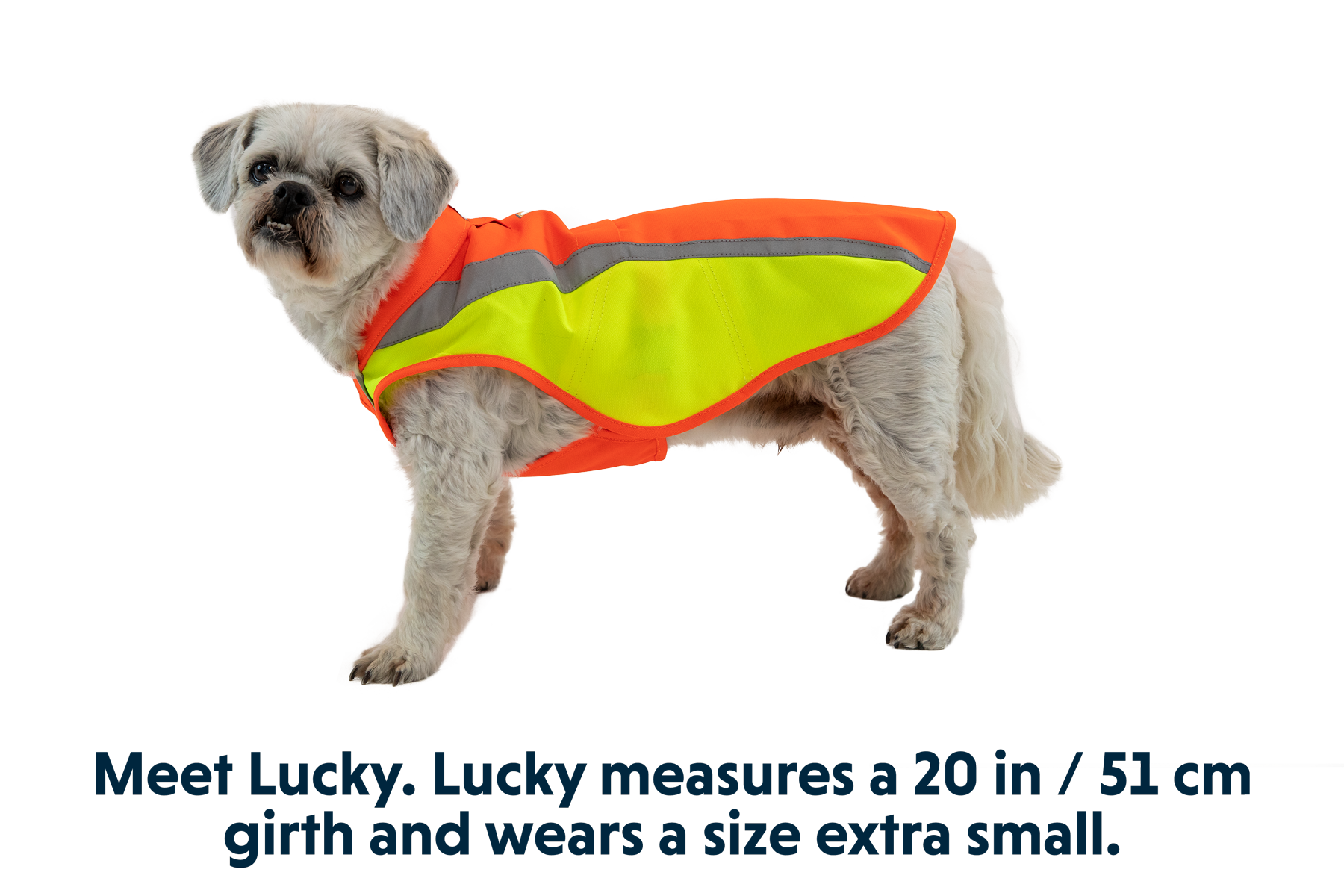 ruffwear-lumenglow-gilet-haute-visibilit-chien image 2