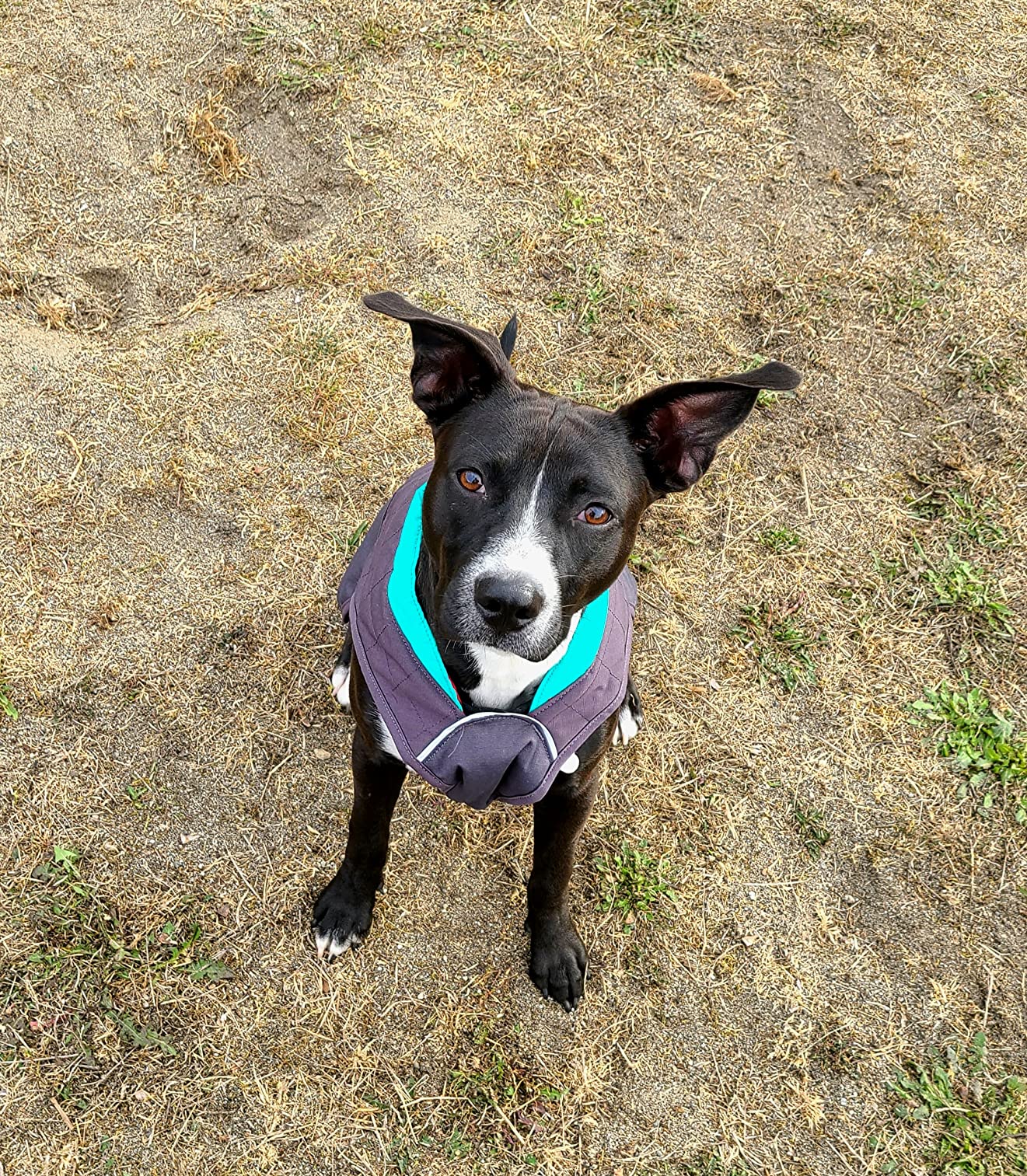 Ne convient pas à mon chien