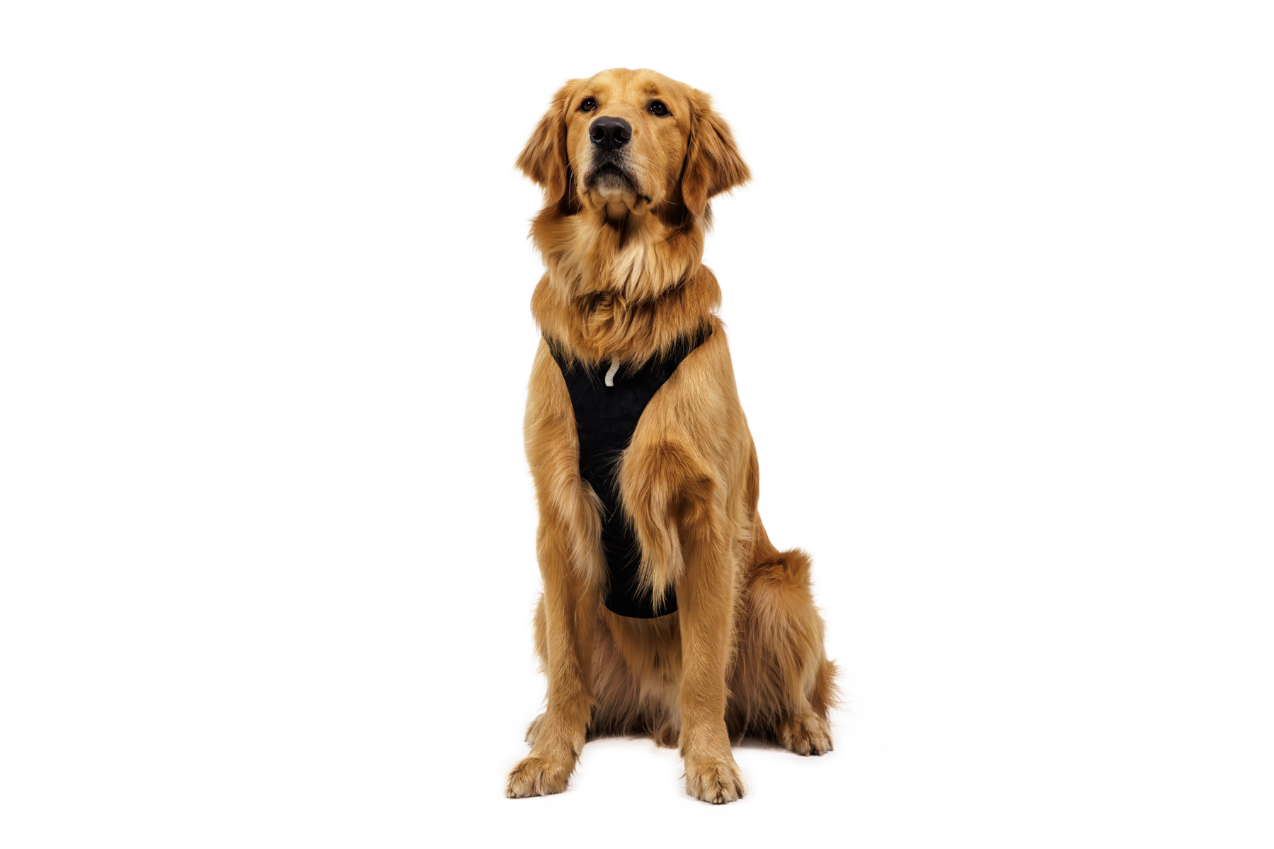 ruffwear-ridgeline-harnais-randonn-e-technique-x-pac image 6