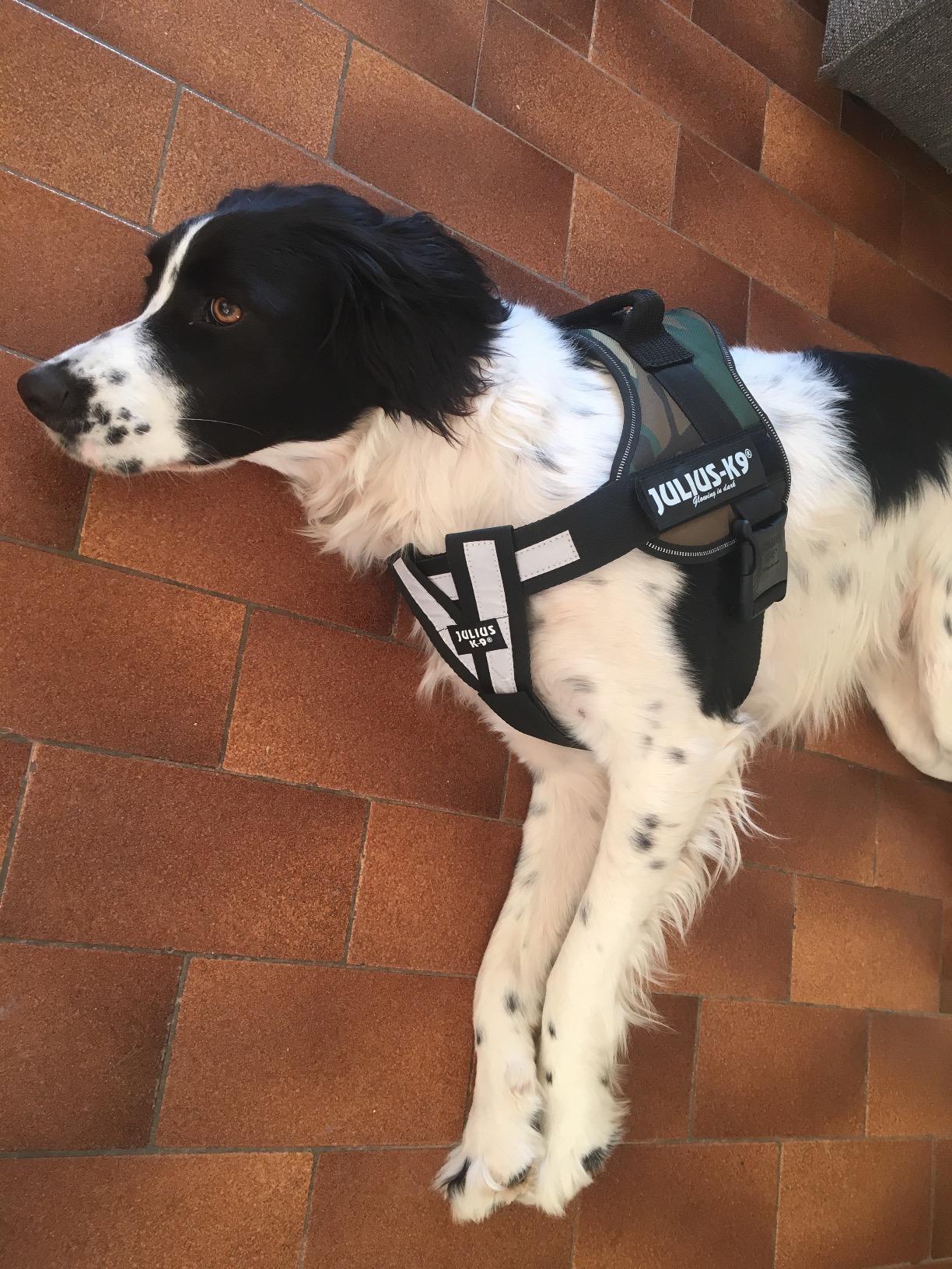 Mon chien tire moins