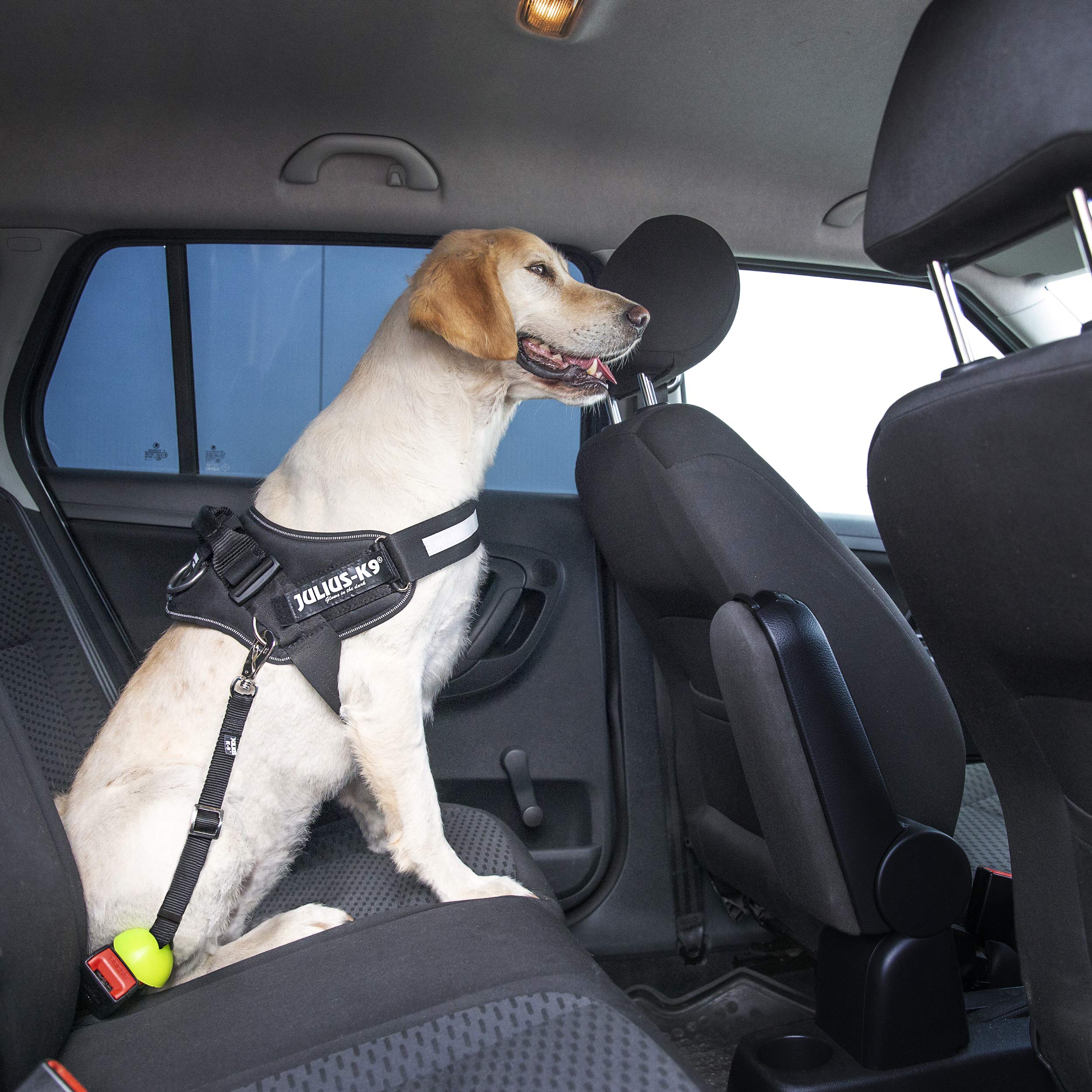 julius-k9-idc-powerharnais-harnais-chien-taille-l-1-noir image 2