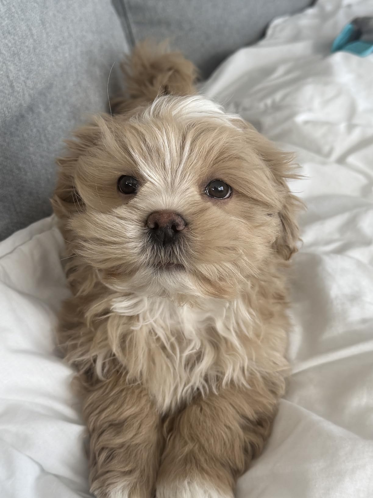 Adopté pour mon spitz