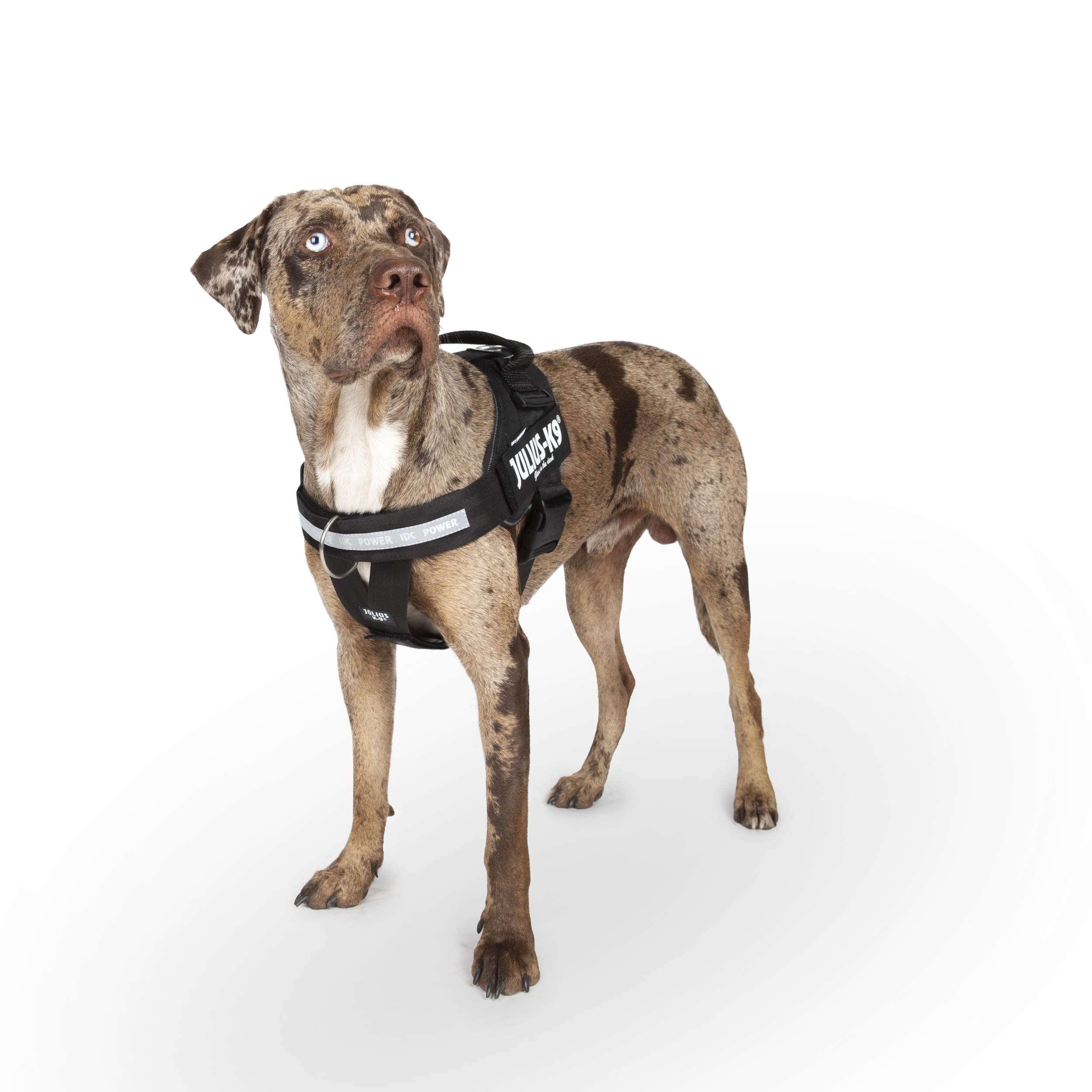 julius-k9-harnais-idc-power-avec-ceinture-y-taille-l-1-noir image 5