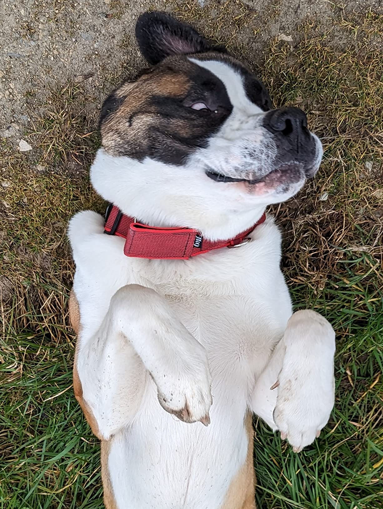 Trop rigide pour mon chien