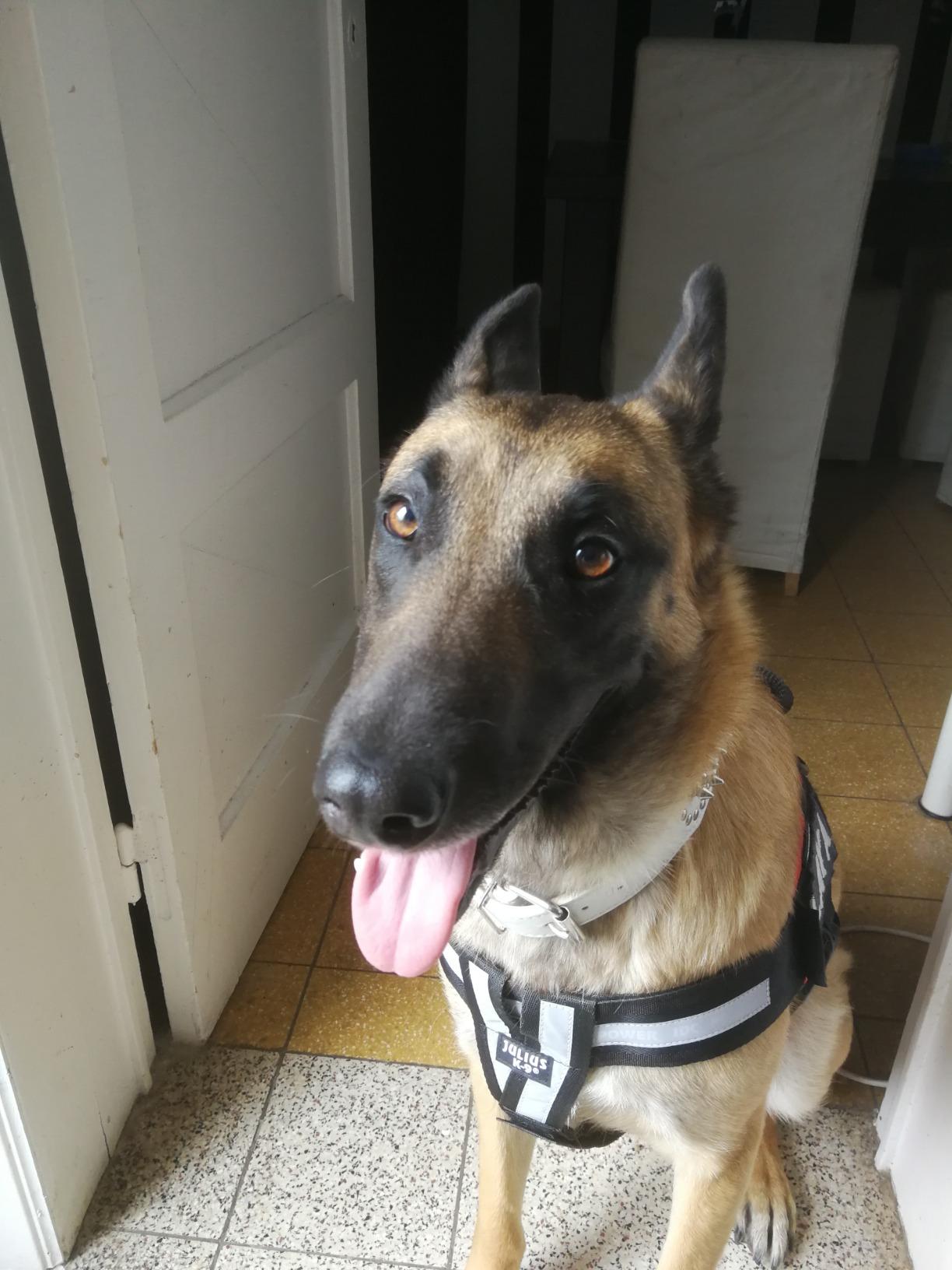 Trop juste pour mon chien