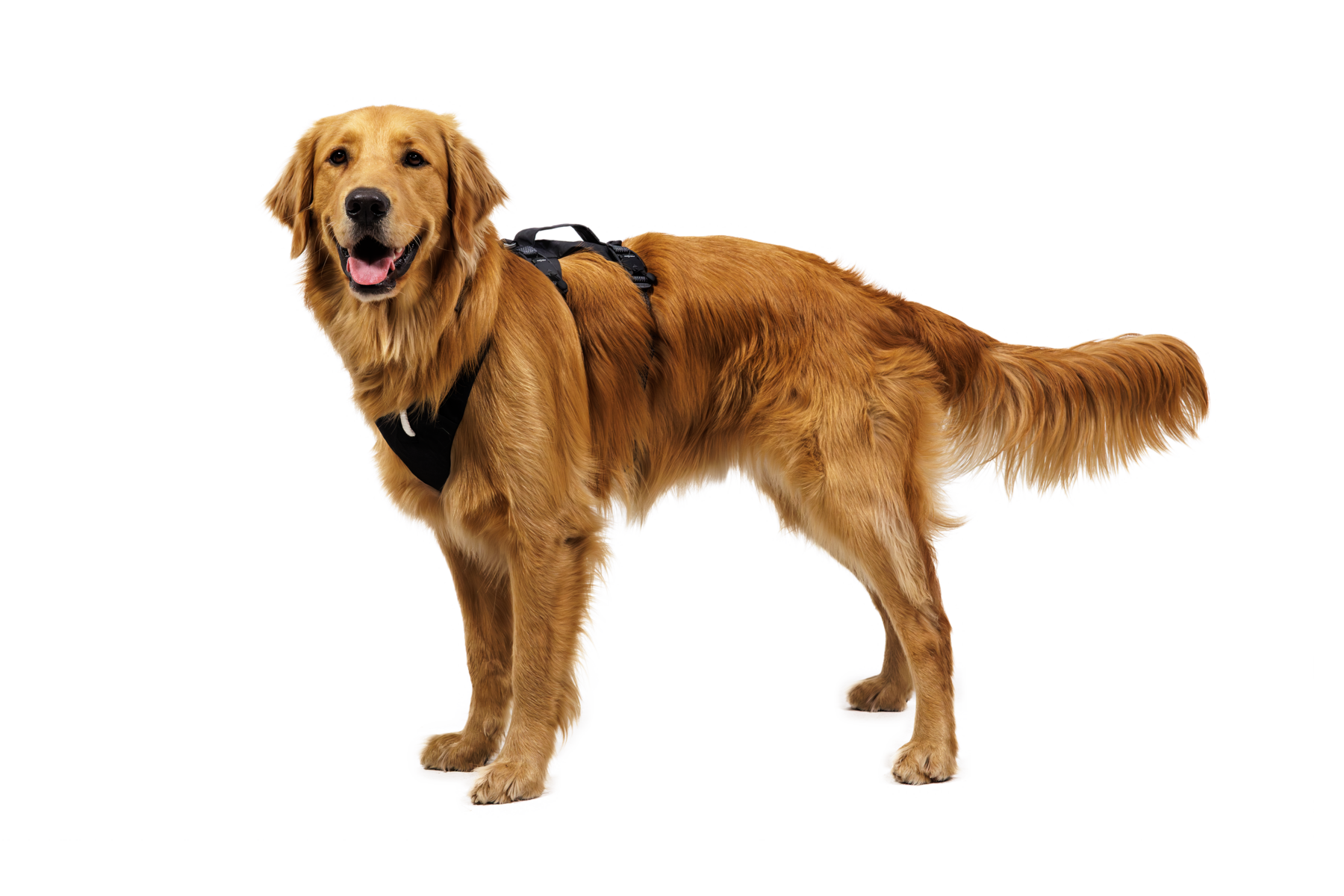 ruffwear-ridgeline-harnais-randonn-e-technique-x-pac image 7