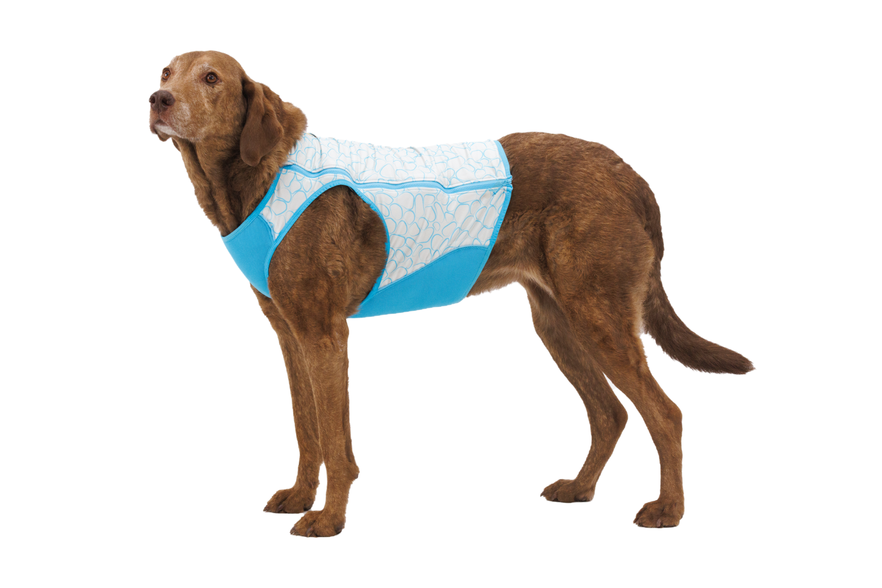 ruffwear-swamp-cooler-zip-gilet-rafra-chissant-pour-chien image 2