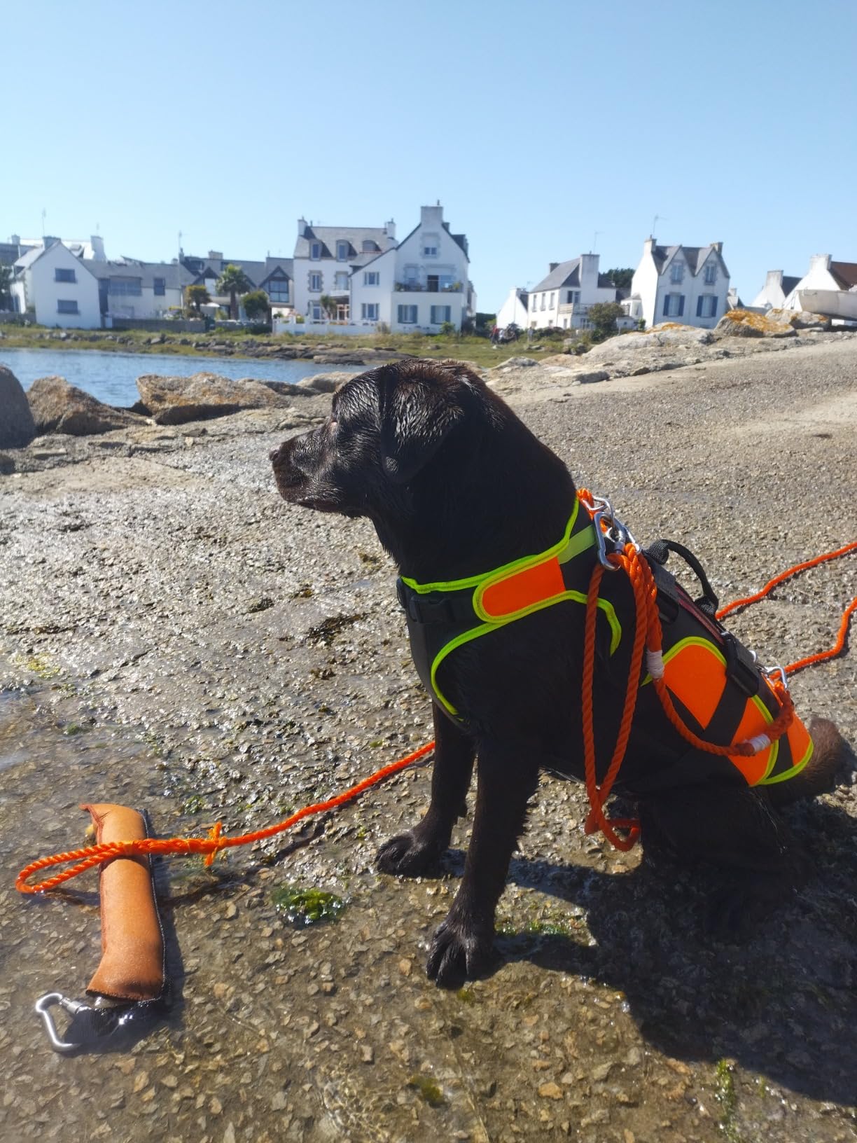 Génial pour le cani-rando