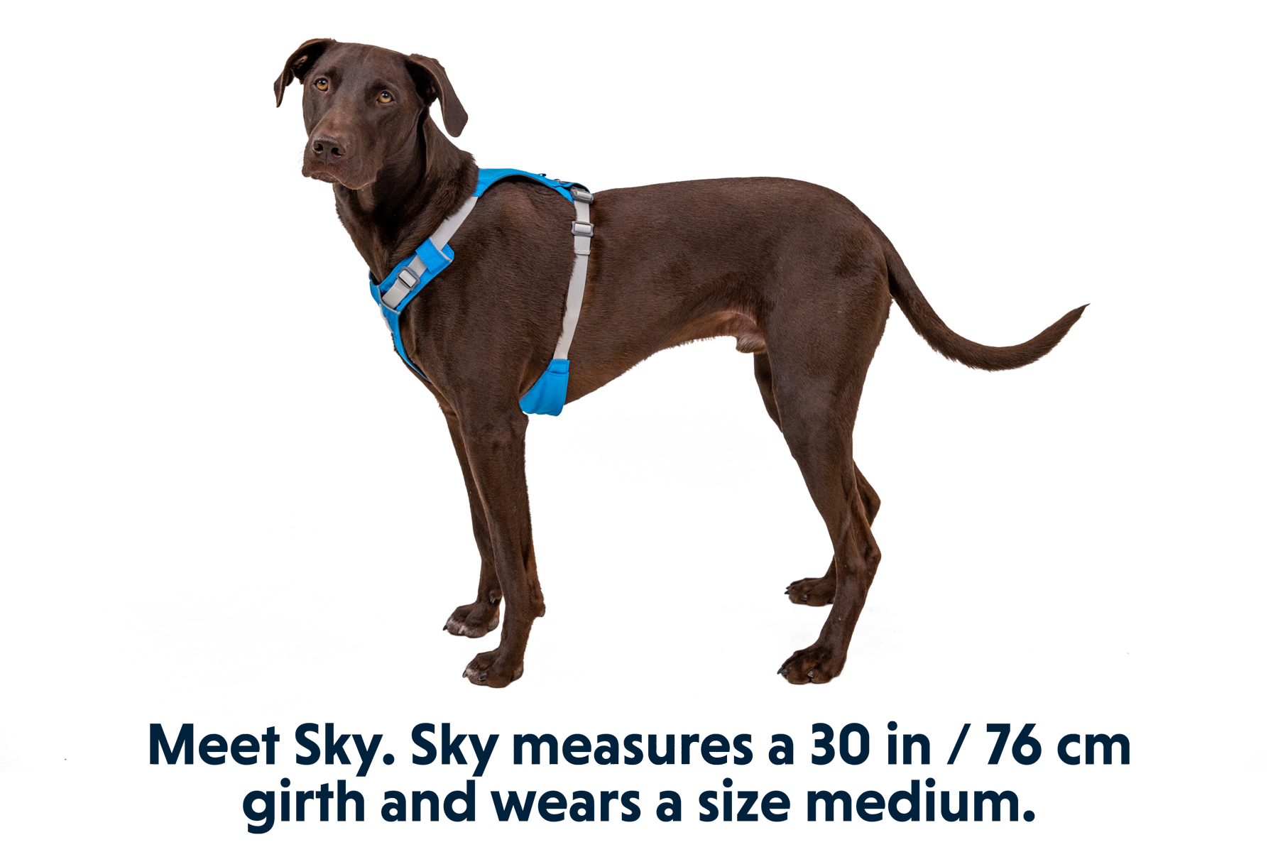 ruffwear-hi-light-harnais-l-ger-pour-chien image 5