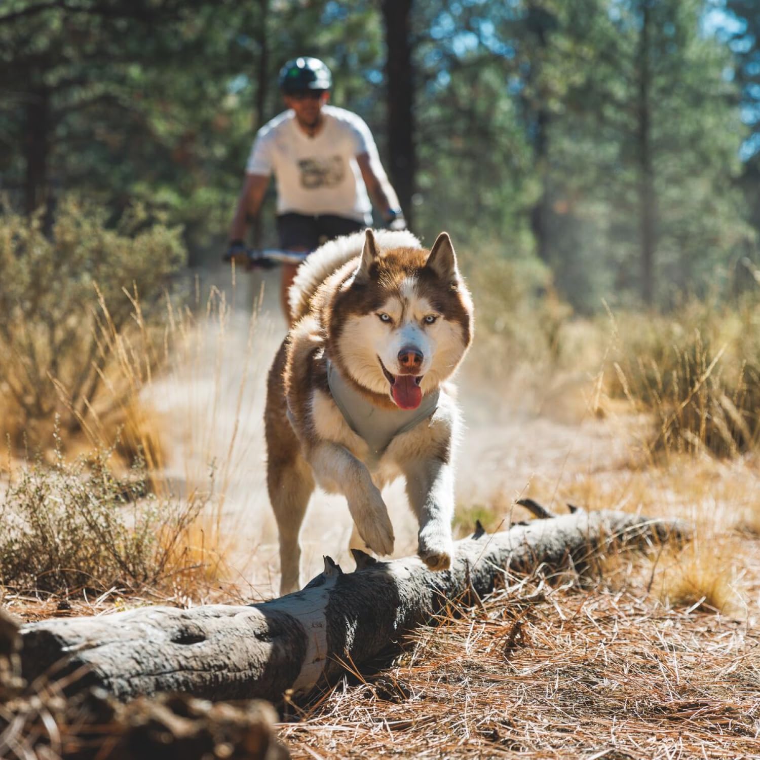 ruffwear-swamp-cooler-zip-gris-graphite-xxs image 4