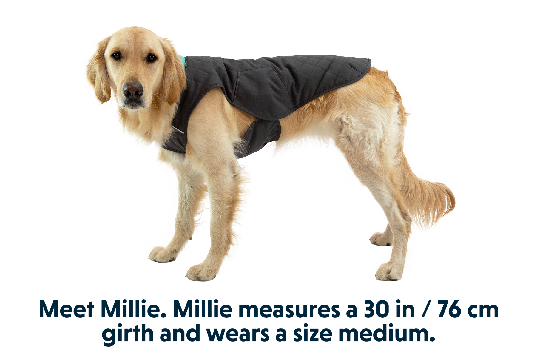ruffwear-stumptown-gilet-isol-matelass-pour-chien image 4