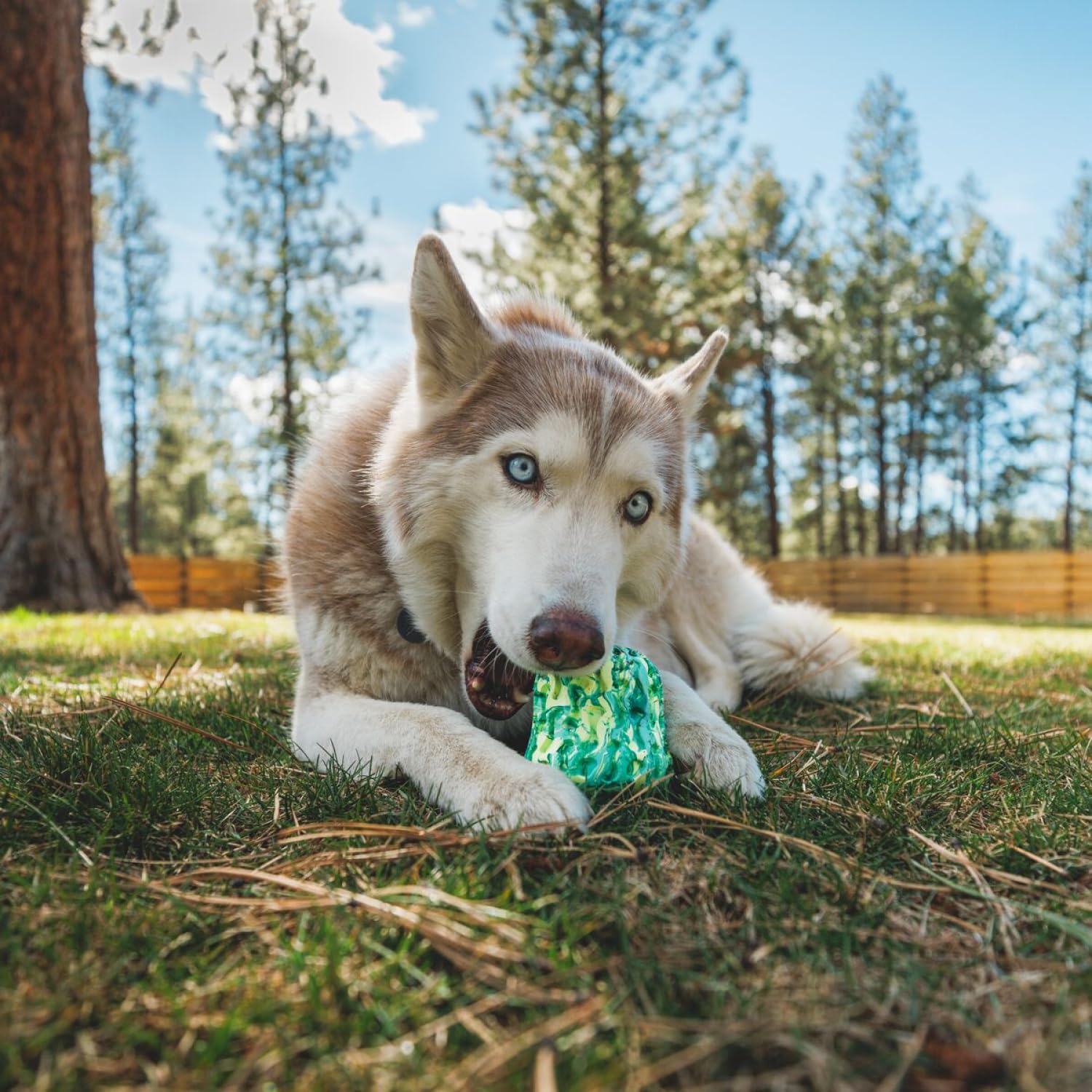 ruffwear-morel-jouet-interactif-m-cher-distributeur-de-friandises image 4