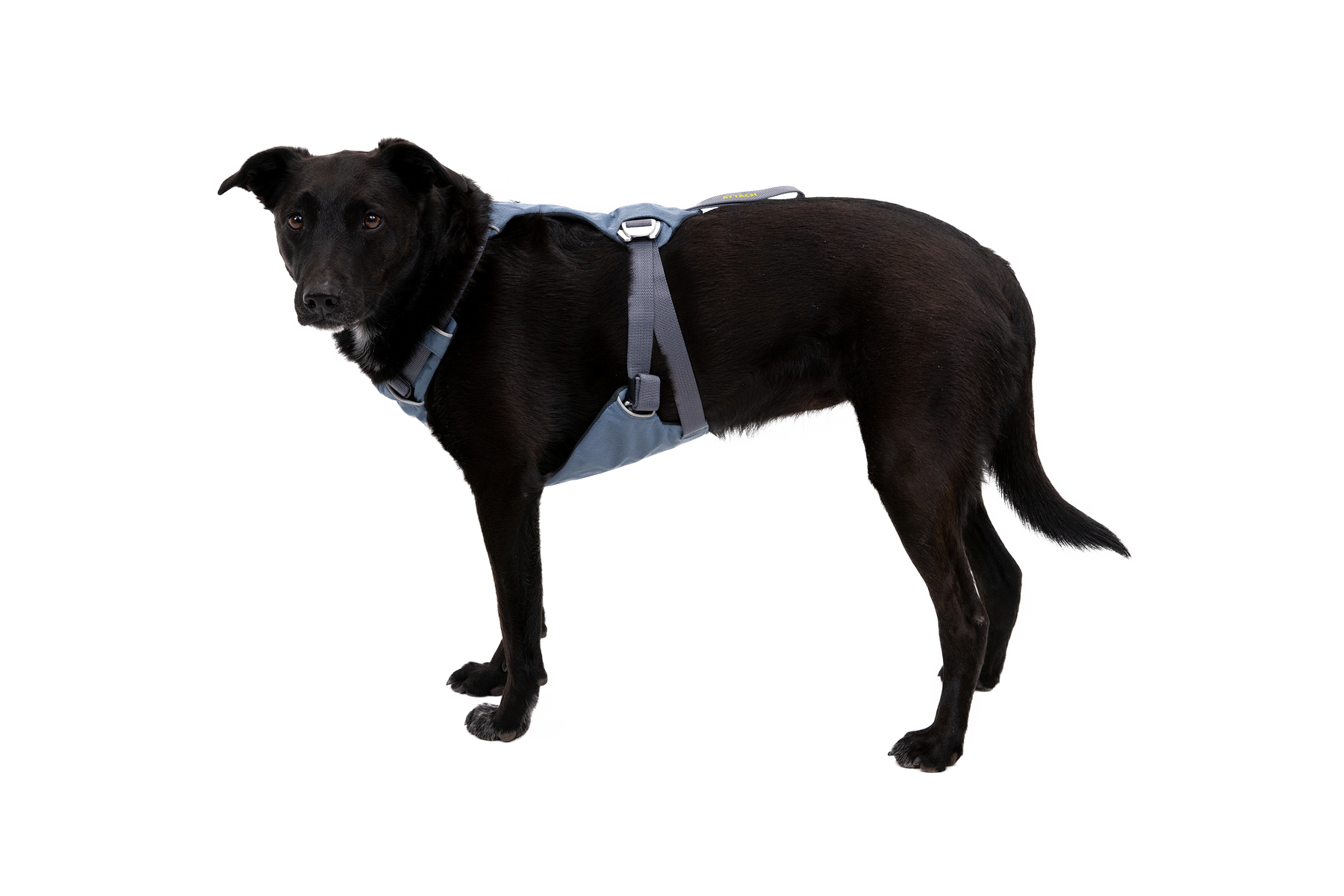 ruffwear-load-up-harnais-voiture-chien image 8
