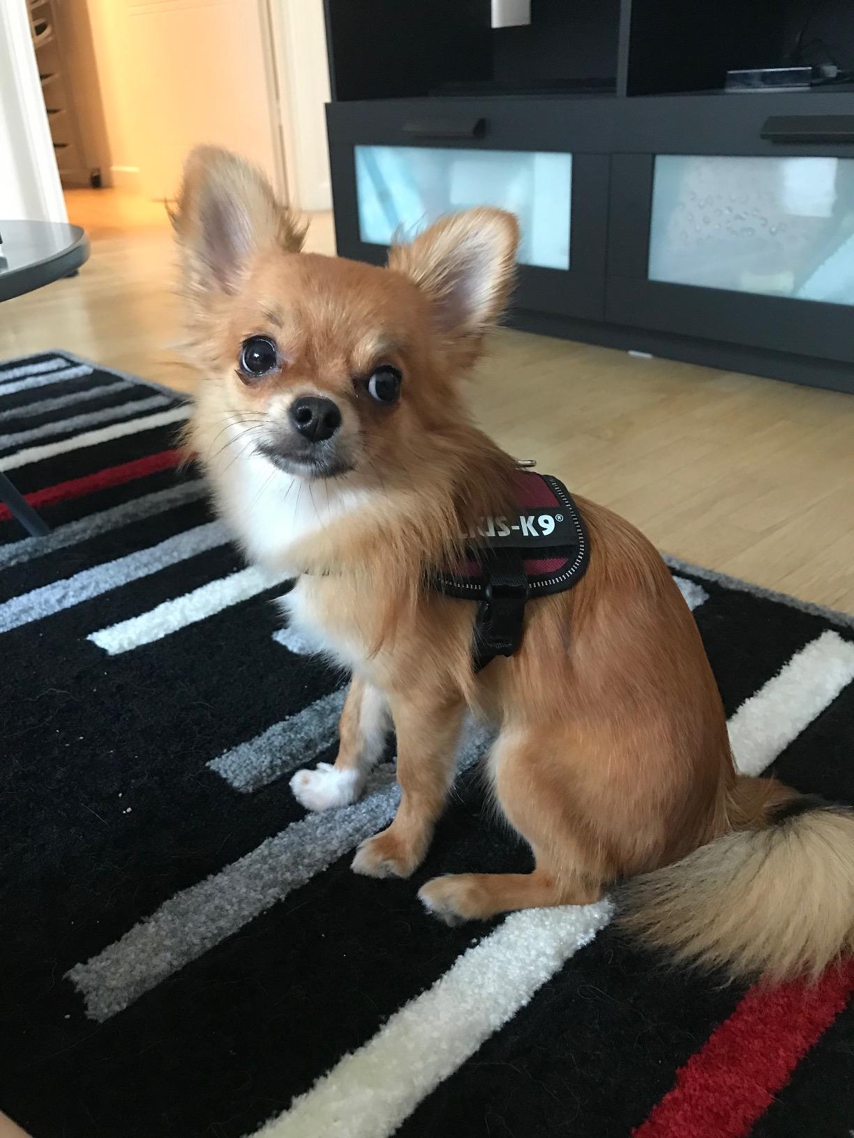 Idéal pour chien puissant