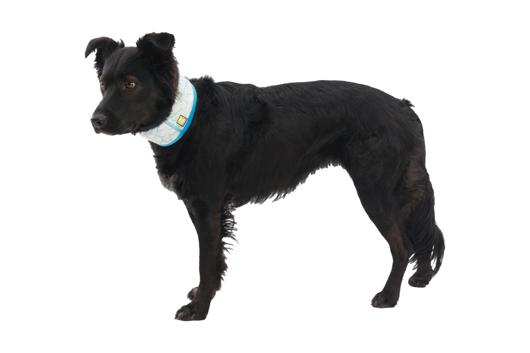 ruffwear-swamp-cooler-cache-cou-rafra-chissant-chien image 2