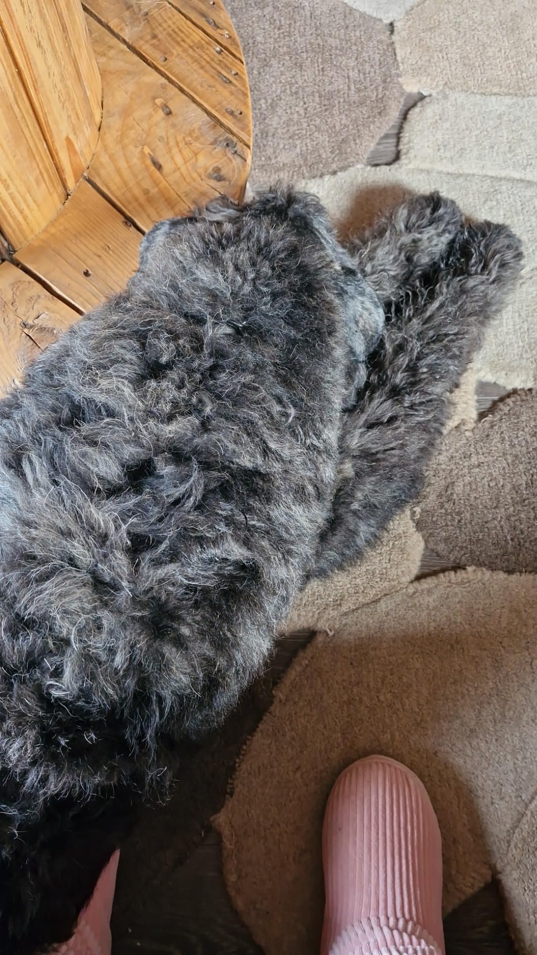 Trop léger pour ma chienne