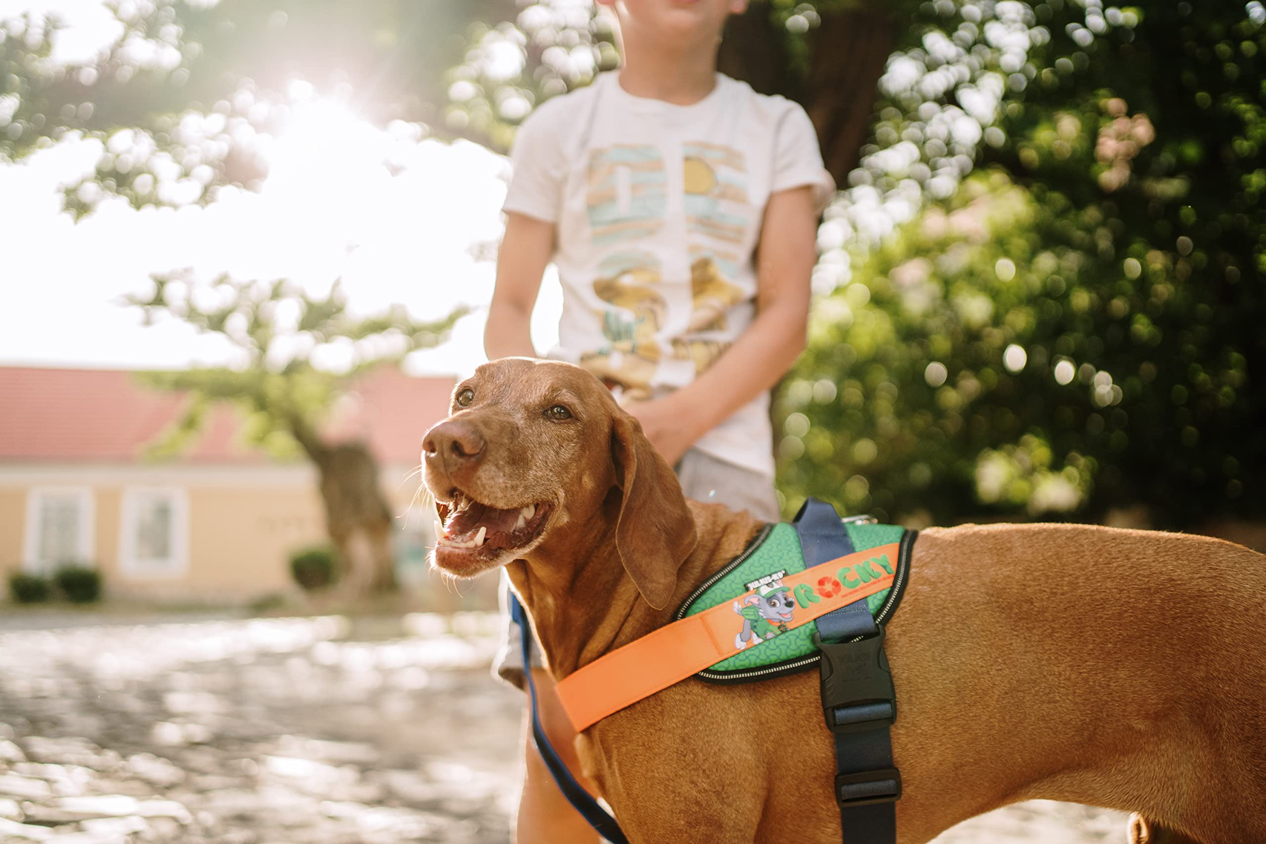julius-k9-jk9-paw-patrol-harnais-chien-rocky-taille-xl-2 image 7