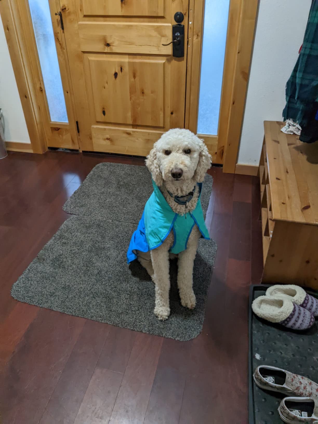 Adieu chien trempé