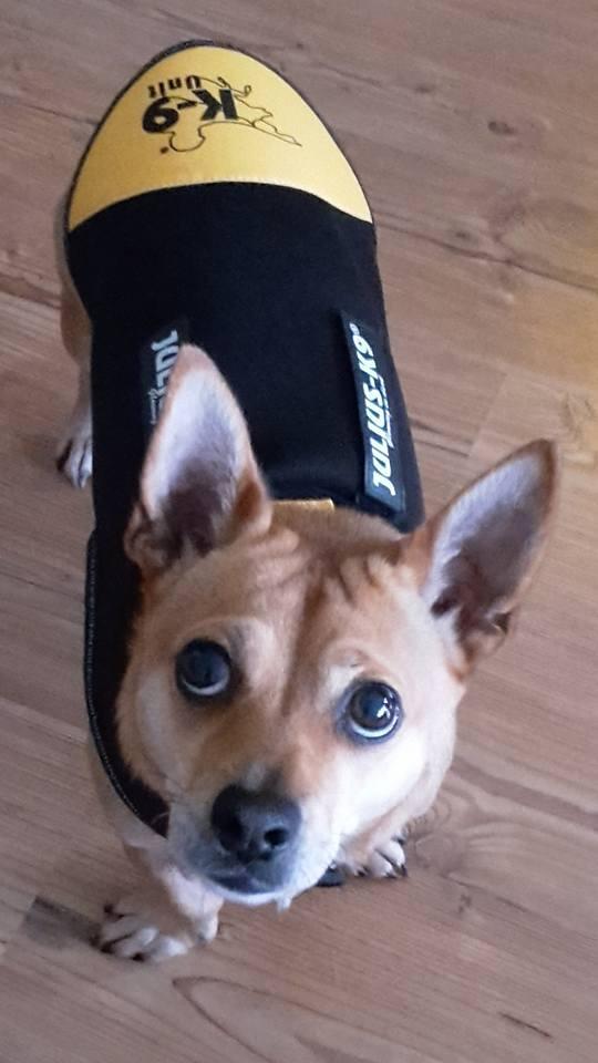 Mon chien ne veut plus l'enlever