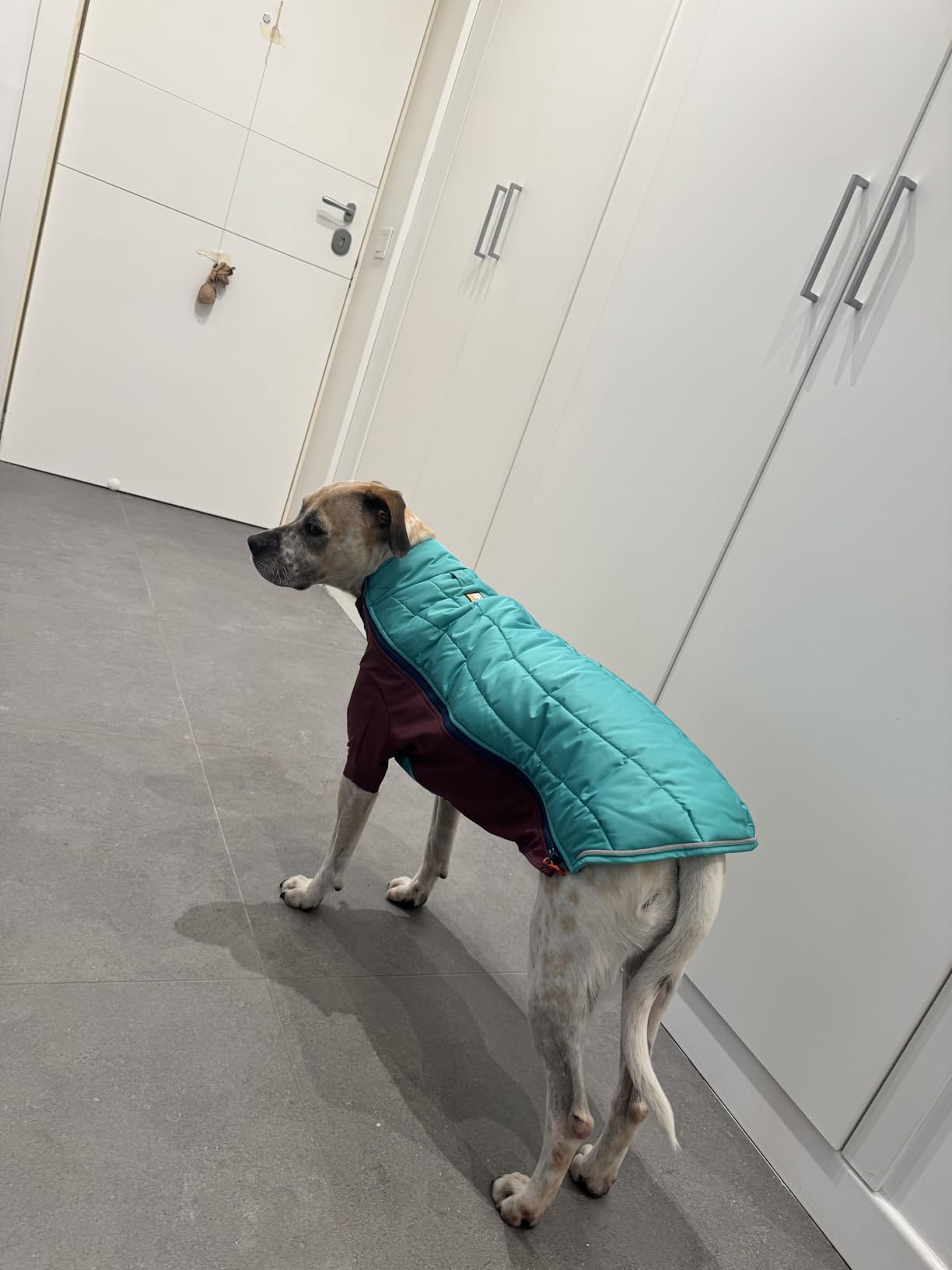 Idéale pour chien à poil court