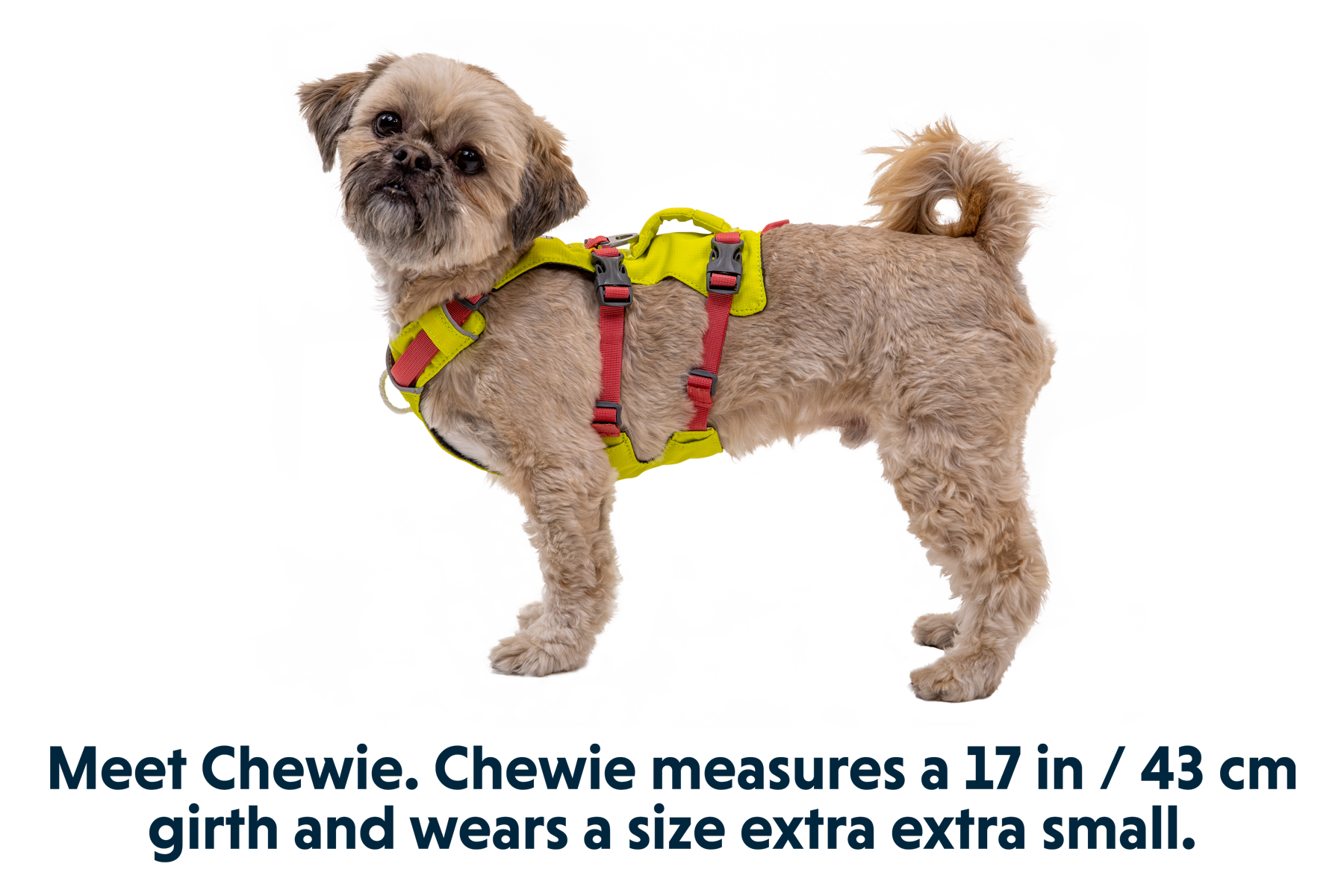 ruffwear-flagline-harnais-chien-avec-poign-e image 4