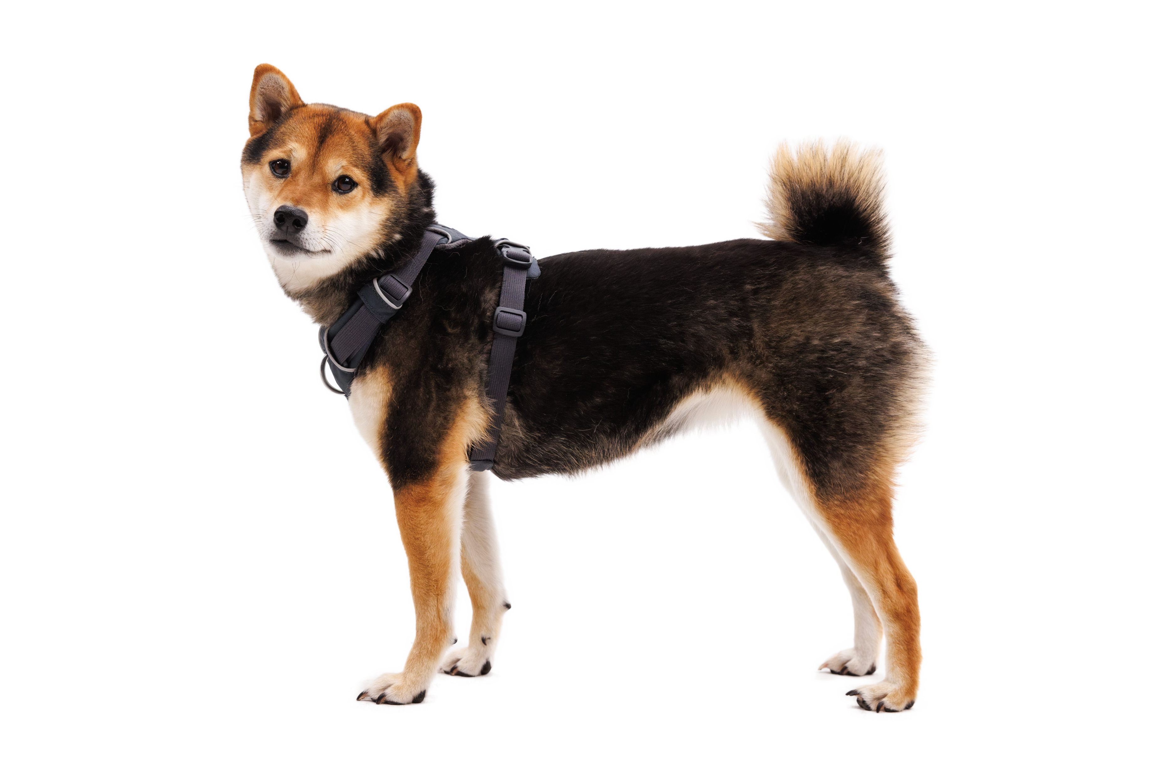 ruffwear-front-range-harnais-quotidien-rembourr image 4