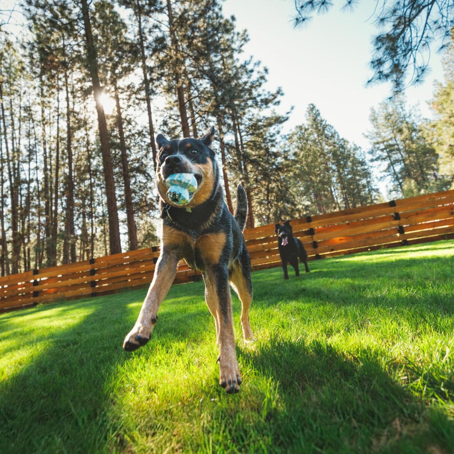 ruffwear-toadstool-jouet-interactif-distributeur-friandises-bleu image 4