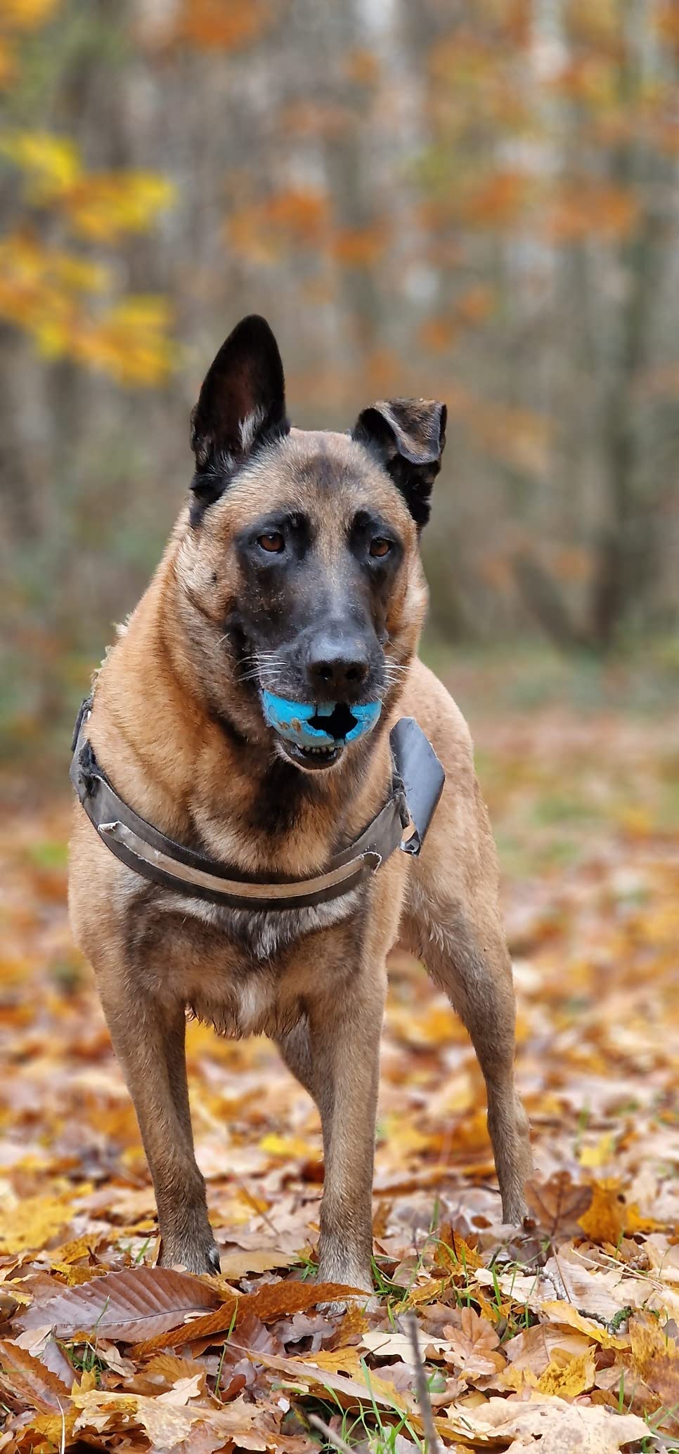 Mon ado promène enfin le chien seul