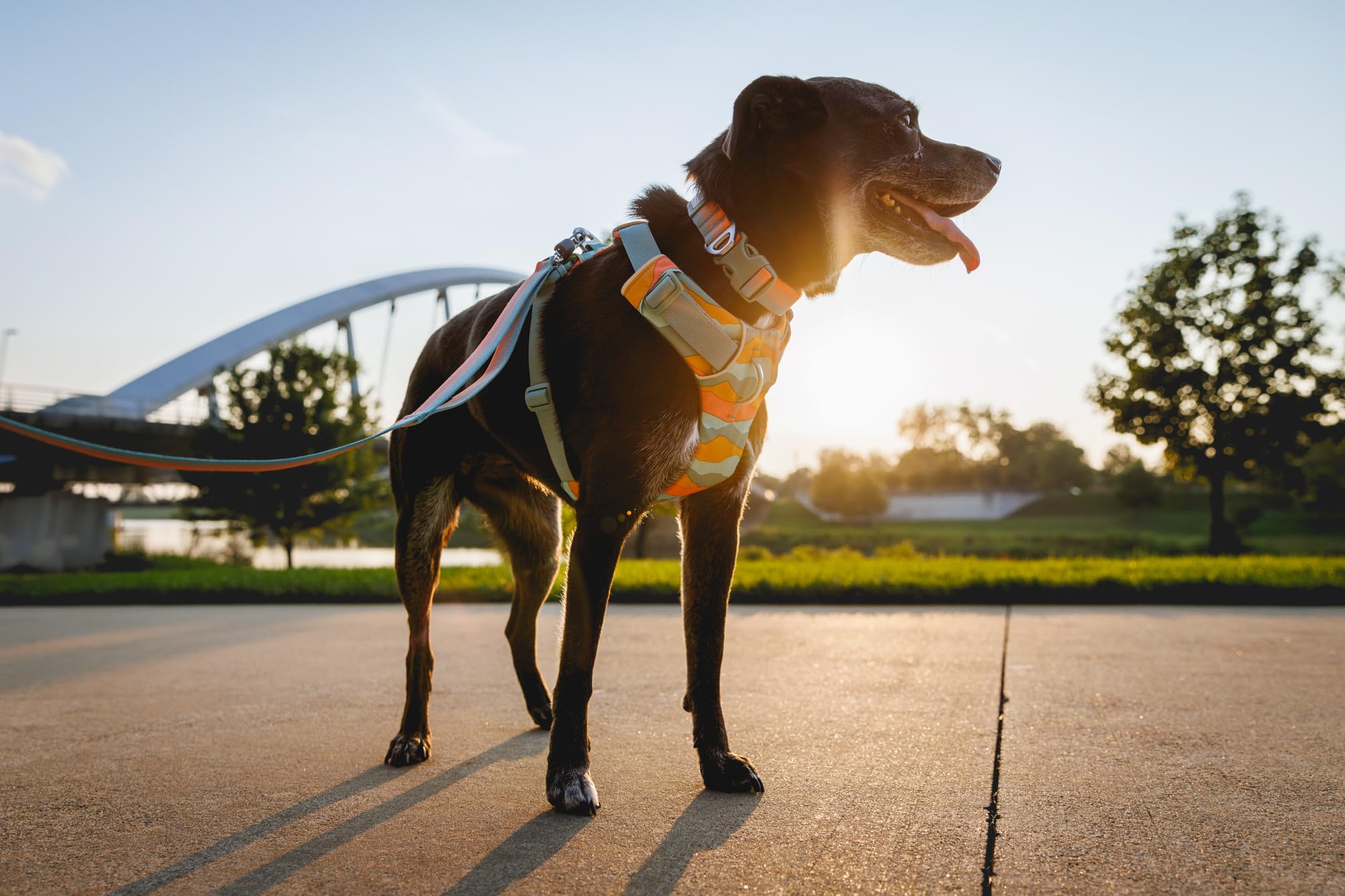 ruffwear-front-range-collier-chien-basalt-gray-14-20 image 5
